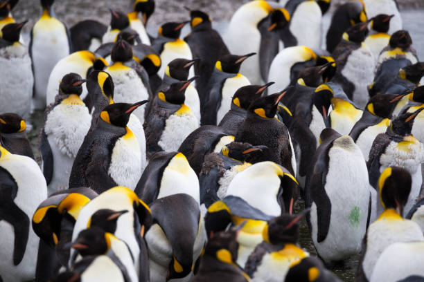 istock A single penguin stands on a beach on South Georgia Island 803092338