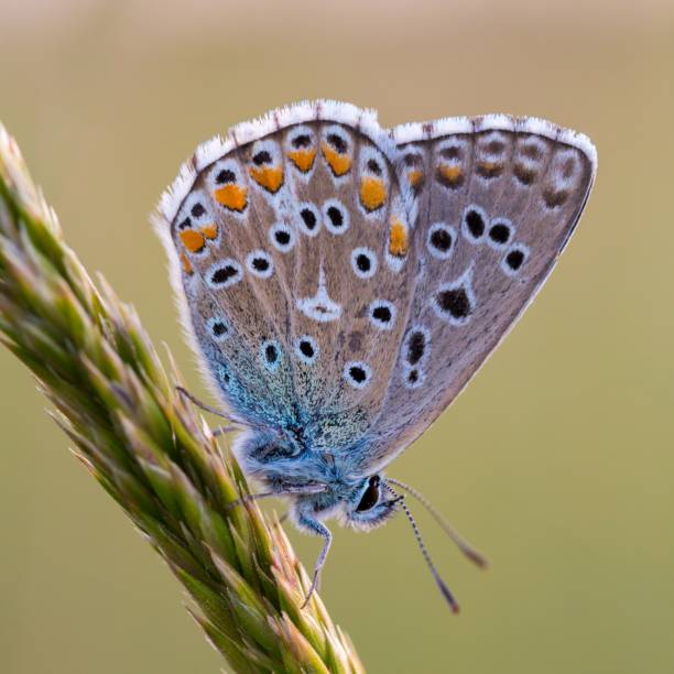 Two butterflies in garden- pastel color.
