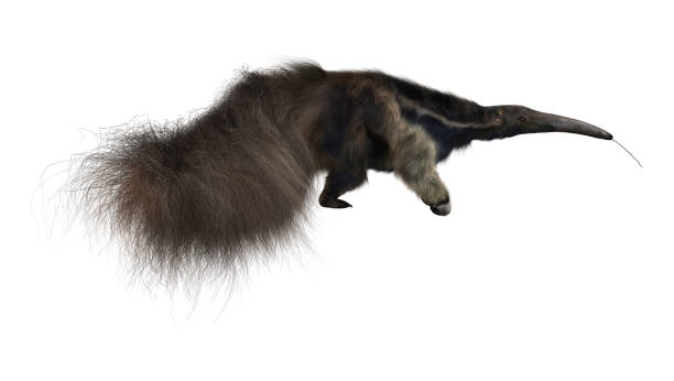 istock 3D Rendering Giant Anteater on White 803098738