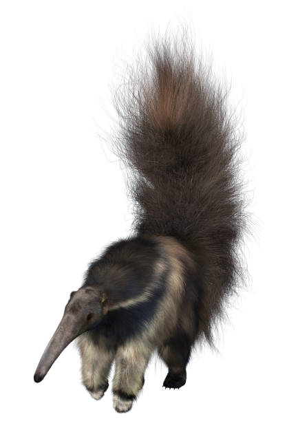 3D digital render of an amazing animal giant anteater isolated on white background