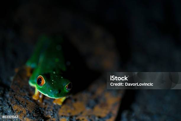 Gaudy Leaf Frog In Jungle Near Small Town La Fortuna In Costa Rica Stock Photo - Download Image Now