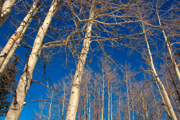 istock Grove of Aspens 803101610