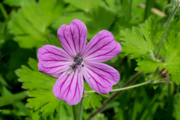 istock Flies on a purple flower 803104752