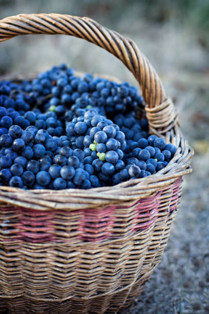 istock Dark grapes in a basket. Grape harvesting. 803104942