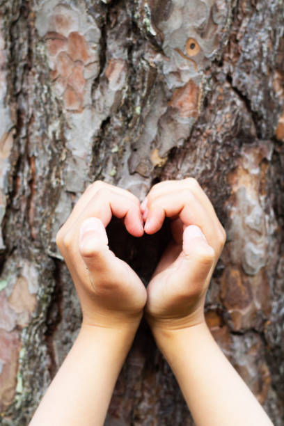 istock Female hands making an heart shape on a trunk of a tree. 803104988