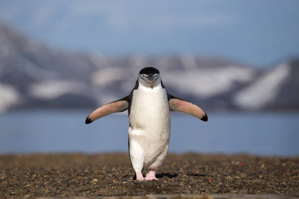 istock Chinstrap Penguins on an Antarctic beach 803105386