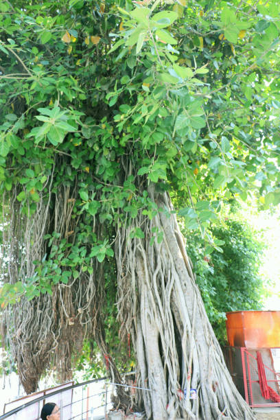 istock The sacred Banyan tree at Jyotisar, Kurukshetra, Hariyana 803105612