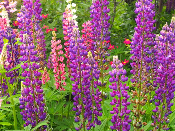 istock Lupine flowers 803113440