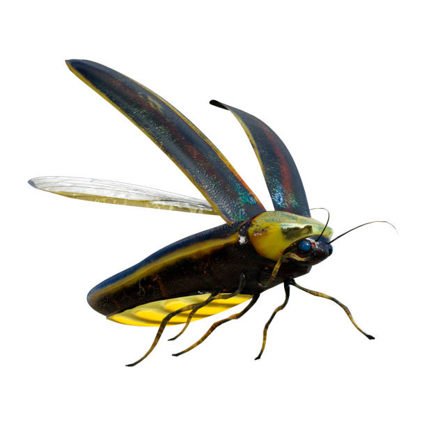 rendu 3d lightning bug sur blanc - firefly photos et images de collection