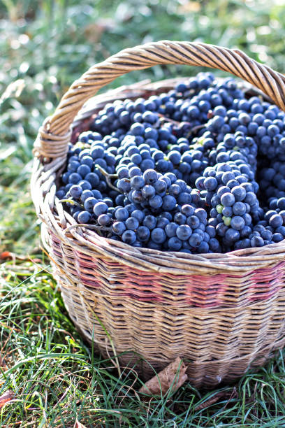 istock Dark grapes in a basket. Grape harvesting. 803119168