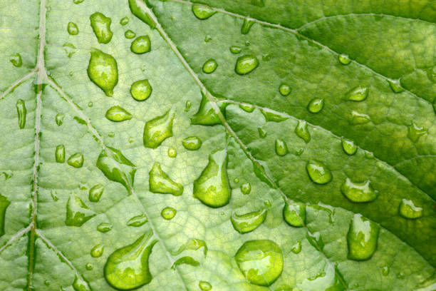 gouttes de rosée - chlorophyll striped leaf natural pattern photos et images de collection