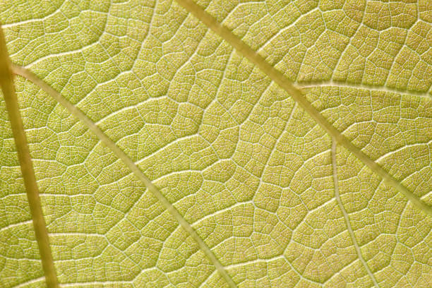 feuille verte - chlorophyll striped leaf natural pattern photos et images de collection