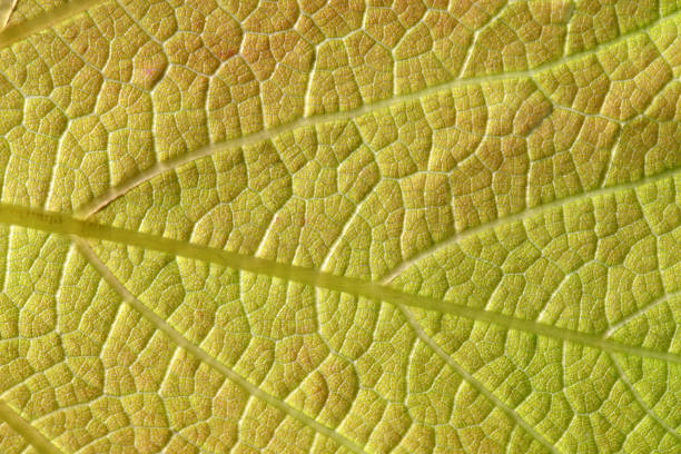 feuille verte - chlorophyll striped leaf natural pattern photos et images de collection