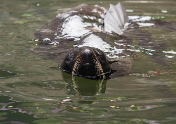 Cute seal swim in zoo aquarium