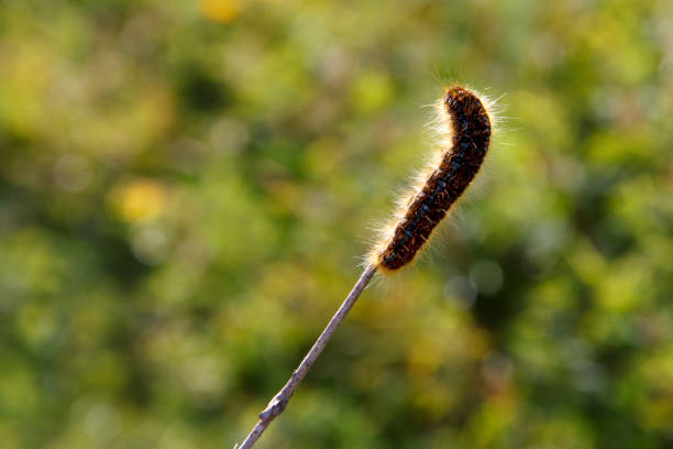istock caterpillar on a blade of grass 803131230