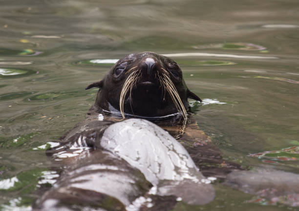 Floating northern fur seal Floating cute northern fur seal wellhead stock pictures, royalty-free photos & images