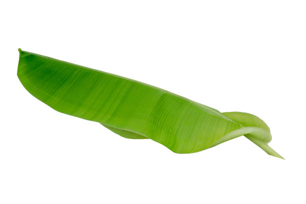 istock banana leaf isolated on white background 803132186