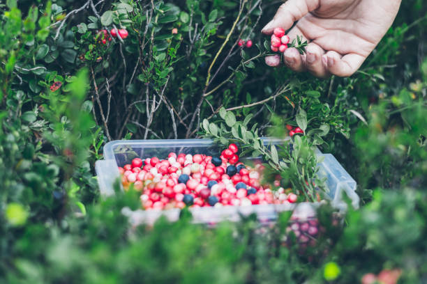 istock Picking lingonberry. Woman gathering wild berries. 803133858