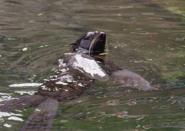 istock Floating northern fur seal 803133864