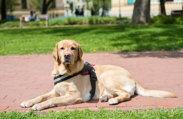 istock Guide dog is resting in the park 803133930