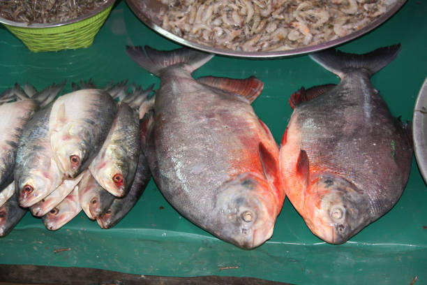 istock Freshly caught catfish in a fish market, Myanmar (Burma) 803137658