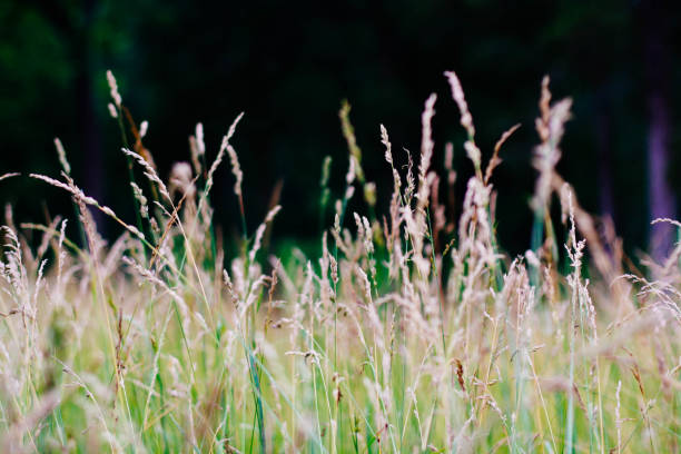 tall herbe dans le champ - grass tall timothy grass field photos et images de collection