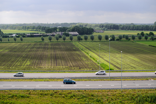 Rows of young, freshly germinated corn plants and a highway crossing