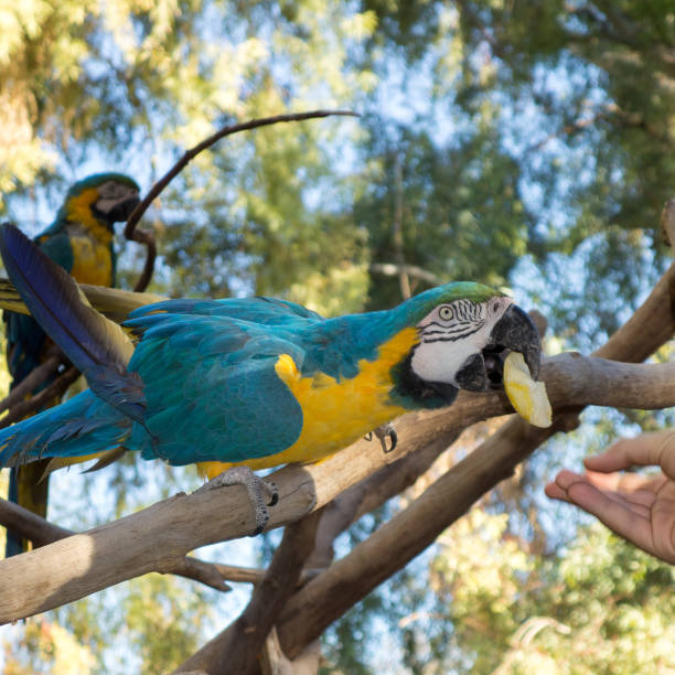 istock Ara Ararauna or Blue-and-yellow Macaw 803149950