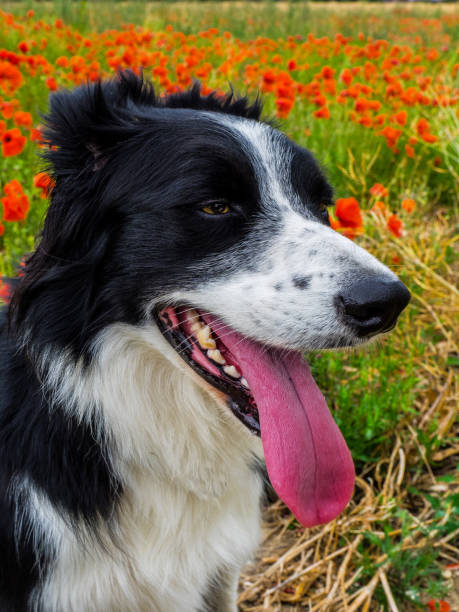 istock Border collie with poppy flowers 803152100