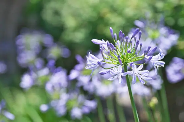Flower of the Agapanthus