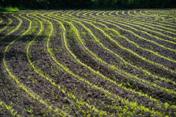 istock field of young corn plants 803155696