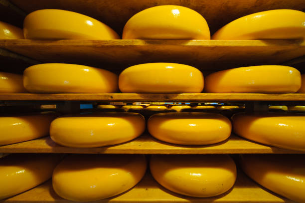 istock dutch Gouda cheese ripening 803155772