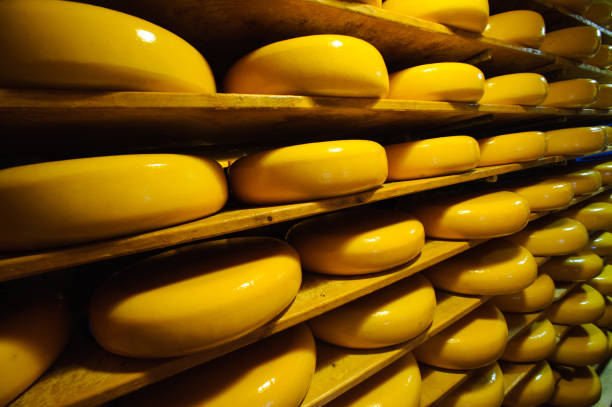 istock dutch Gouda cheese ripening 803155790