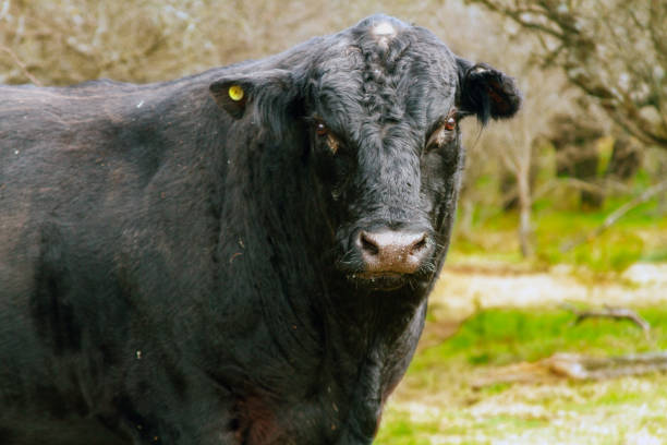 istock Close-up of a black bull looking at camera 803170816