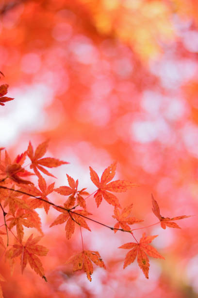 istock Vibrant Japanese Autumn Maple leaves with blurred background 803176282