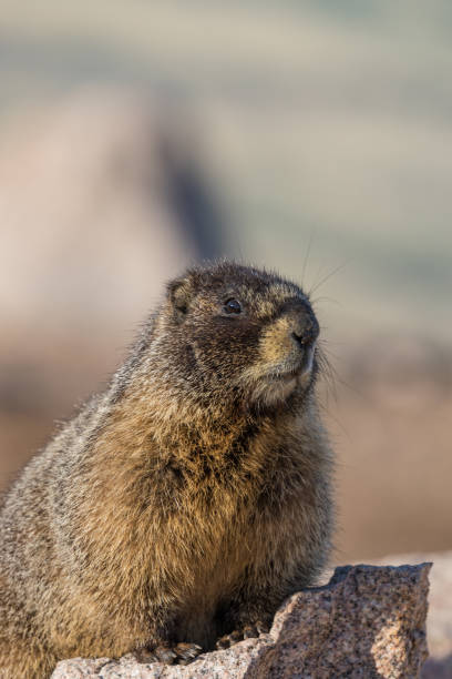 istock Yellow Bellied Marmot 803188456