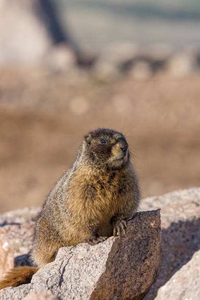 istock Yellow Bellied Marmot 803188460