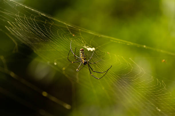 istock Nephila maculata on spider net, Gam Island 803193030