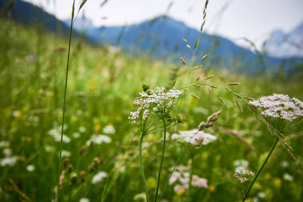 istock Green meadow with wildflowers in the mountain 803199876