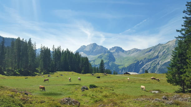 cows grazing in swiss meadows - milk european alps agriculture mountain imagens e fotografias de stock