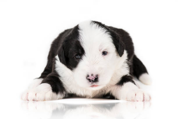 A Sheepadoodle puppy that is a mix of a sheepdog and a poodle.
