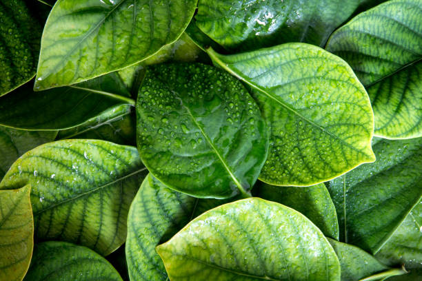 istock the Fresh tropical Green leaves with rain water drop background 803223298