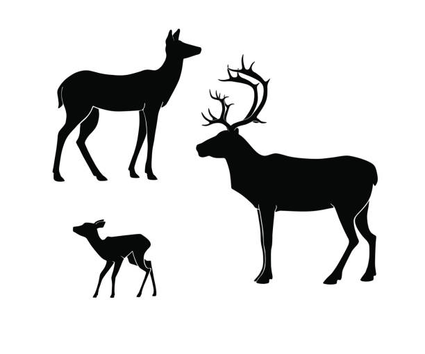 Silhouettes of the deer on white background. , doe, fawn. Silhouettes of the deer on white background. Deer, doe, fawn. Deer family set doe deer silhouette stock illustrations