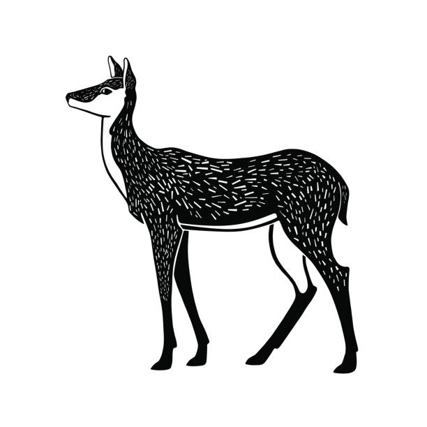 One color illustration of a doe in lithography style. Engraving style image of female deer without horns. love roe deer stock illustrations