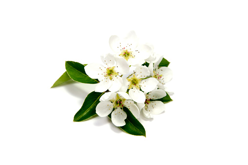 Spring Bloom cherry flower on white background