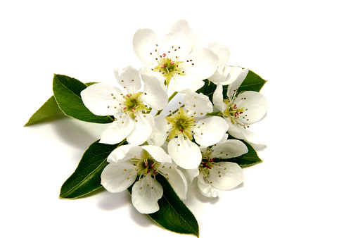 Spring Bloom cherry flower on white background