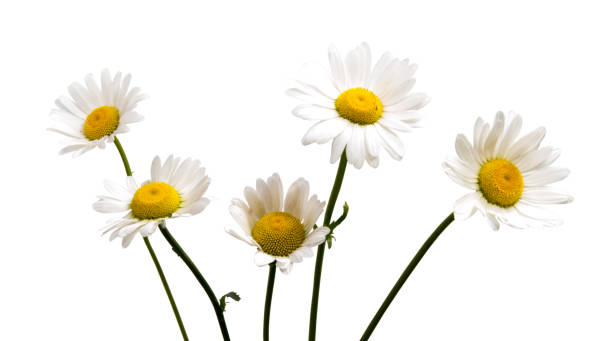 istock 