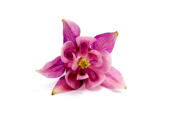 istock Beautiful daisy flowers isolated on  background cutout 803232838