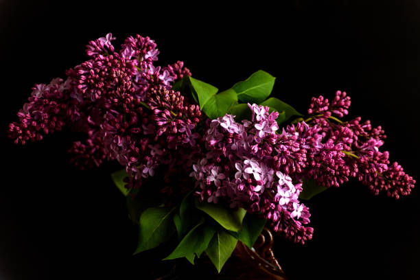 istock lilac purple flowers bouquet 803236262