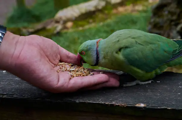 Portrait of rose ringed parakeet (Psittacula krameri)when he is eating from hands, close up.